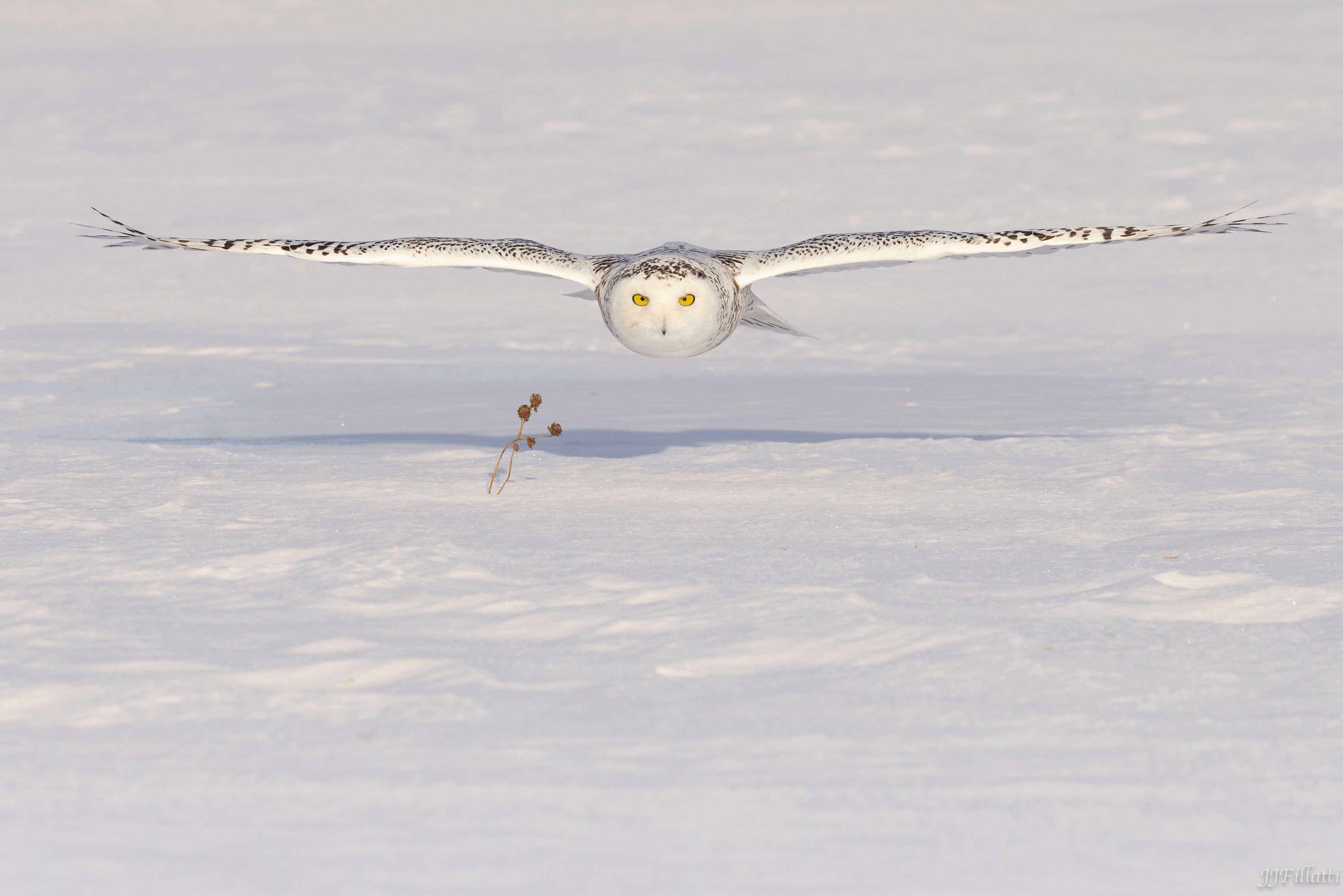 bird of michigan image 7